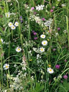 14 07 08 Sonjas fjällvandring