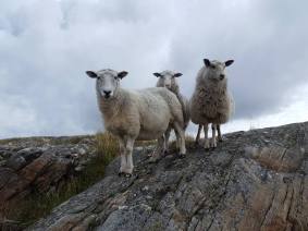 Får på Galtö Anita Pihlbrand