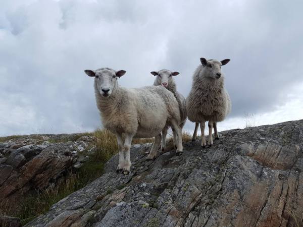 Får på Galtö Anita Pihlbrand