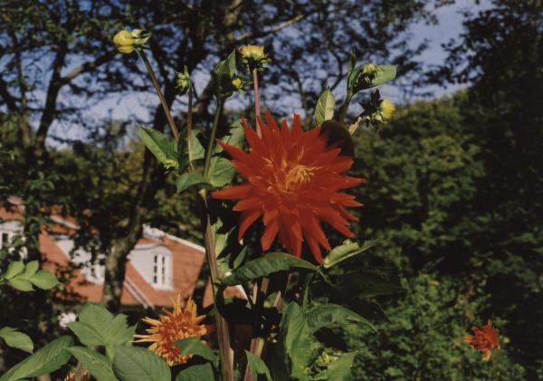 Dalia höst 001